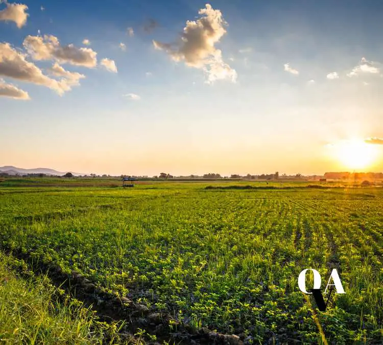 azienda agricola, campo verde dove coltivano